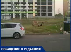 Дикая стая собак поселилась около детской площадки в Краснодаре