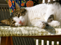 На Кубани потеплеет, но не везде 