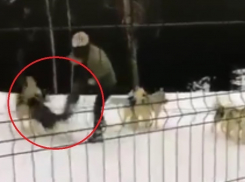 «Саму бы в упряжку»: вопиюще жестокое обращение с животными засняли в Сочи