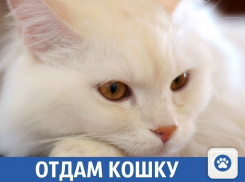 Добрая киска ищет новый дом в Краснодаре 