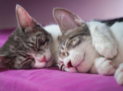 Какой будет погода в День Святого Валентина на Кубани