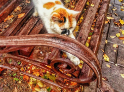 В воскресенье на Кубани пройдут кратковременные дожди