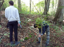 Школьники Волгоградской области озеленили «Сочинский национальный парк»
