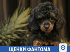 В Краснодаре продают неприлично дорогих и безумно красивых фантомов