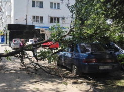  В Краснодаре на машину рухнуло дерево 