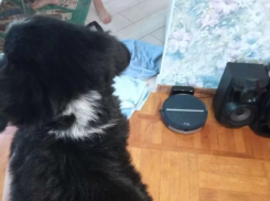 Краснодарец продает за 100 тысяч рублей щенка с буквой Z на шее