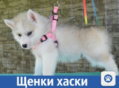 Щенки сибирской хаски продаются в Краснодаре