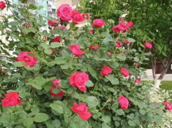 Актуальный Краснодар сегодня: очень тепло. Берем свежие овощи и в шлепках идем за чекушкой, ждем денежных переводов и защищаем детей Африки