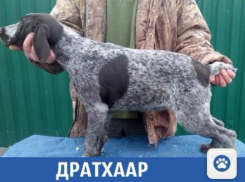 В Краснодаре продается «элитная» собака