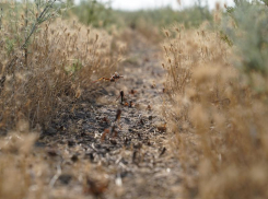 В Краснодарском крае появилась саранча