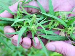 На Кубани задержаны двое мужчин за сбор конопли в лесополосе