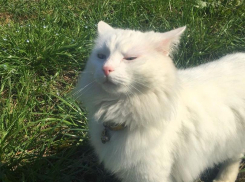 Ветер стих, дожди прошли: погода на Кубани налаживается