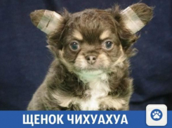 «Дорого-богато» в Краснодаре продают чихуахуа
