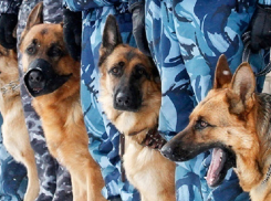 На улицах Краснодара пройдут масштабные учения силовиков