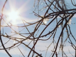 Новогодние каникулы в Краснодаре будут теплыми 