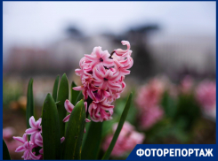 Нежные крокусы, розовая магнолия и гиацинты: весна украсила парк Галицкого первыми цветами