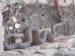 Заморские кобры, 37 гадюк искусали мужчину, статистика: случаи нападения ядовитых змей на курортах Краснодарского края