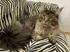 В Краснодаре теперь выставили на продажу кота-мусульманина за 25 млн