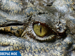 Из моря в Анапе достали крокодила