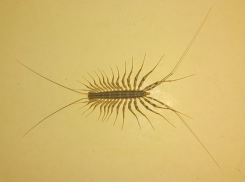 Почему краснодарцам не стоит убивать домашних многоножек