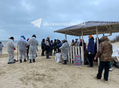 «Природа изгажена»: краснодарец показал обстановку в Анапе после разлива мазута