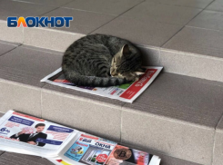 Сильный дождь и жару спрогнозировали в Краснодарском крае