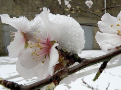 На Кубани обещают заморозки и мокрый снег 