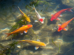 В кубанской станице рыб отправили на карантин из-за опасной инфекции