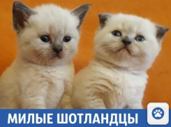 Продаются замечательные котят шотландцев