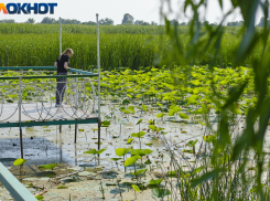 В Краснодаре высыхающее озеро лотосов сделают особо охраняемой природной зоной 