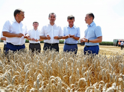 На Кубани плохая погода не отразится на хорошем урожае, объемы по прогнозам будут как в 2016