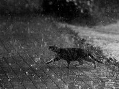 Сильные дожди в Краснодаре обещают до конца недели