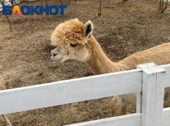 Разводят ради меха и употребляют в пищу: удивительные факты об альпака