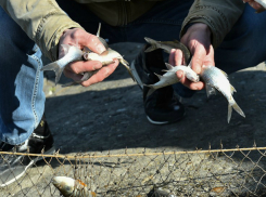 На Кубани власти решили спасти рыбу от браконьеров  с помощью жестких мер
