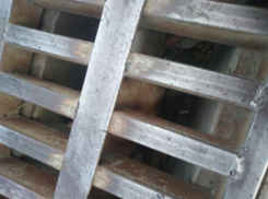 Новороссийцы спасли застрявшую в канализации собаку