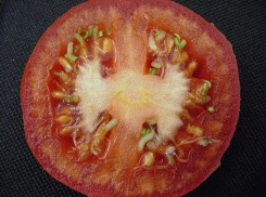 В Новороссийске в помидорах из Египта обнаружили живых гусениц 