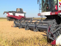 В Краснодарском крае уберут около 117 тысяч га рисовых полей