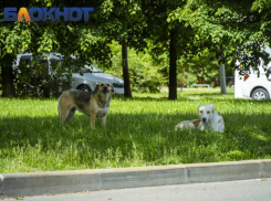 На Кубани владелец накинувшейся на ребенка собаки заплатит 25 тысяч рублей 