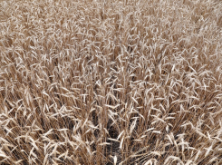  Ростовская область обогнала Краснодарский край по сбору урожая 