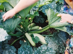 Самолет полил химикатами огороды и дома жителей Кубани