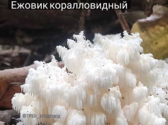 В Краснодарском крае нашли краснокнижный гриб 