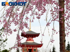 Ханами по-краснодарски: когда зацветет сакура в парке Галицкого в 2026 году