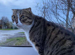 Температура воздуха в Краснодарском крае упадет еще