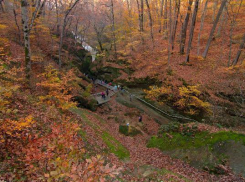 Дедушка с семилетним внуком ушли «по грибы» и пропали в лесах Краснодарского края