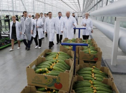 В теплицах Белореченска вырастили более 7 тысяч тонн овощей