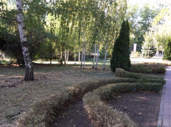 В Краснодарском дендрарии из-за халатности подрядчиков зеленую изгородь съели гусеницы