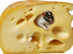 В кубанских сырах превышен уровень антибиотиков