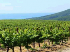 На Кубани мощный град побил виноградники на 1,6 тысячах гектар