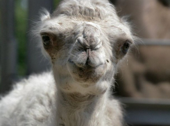  Посетители краснодарского «Сафари-парка» отравили верблюжонка Шахерезаду 
