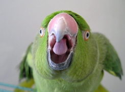 В Новороссийске попугай съел полруки у мертвого хозяина